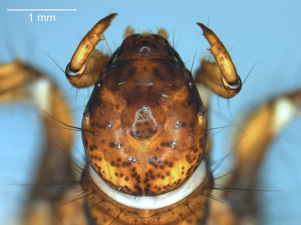 Limnephilus bipunctatus